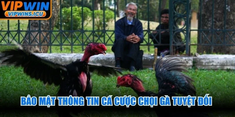 Bảo mật thông tin cá cược chọi gà tuyệt đối là ưu điểm vượt trội