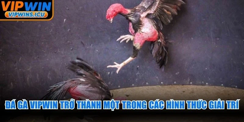 Đá gà VIPWIN trở thành một trong các hình thức giải trí đỉnh cao