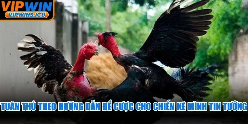 Tuân thủ theo hướng dẫn để cược cho chiến kê mà mình tin tưởng